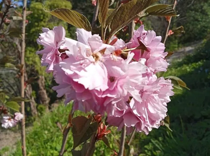 Solarolo Village Apartman *